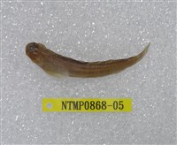 藏品(矮冠鳚)的圖片